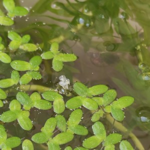 水生植物