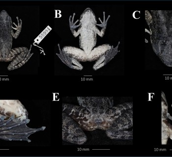 2025年高黎贡山第5个新种苏典臭蛙Odorrana sudianensis