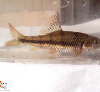 厚唇光唇鱼 Acrossocheilus labiatus