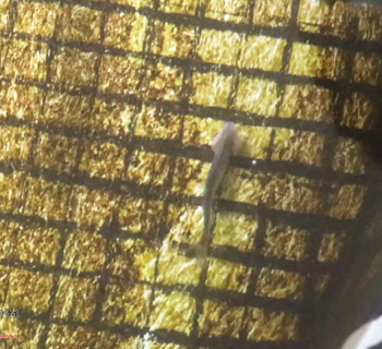 鳀鱼已经饲养241天，4月25日拍摄无剪辑原视频。（全网唯一）