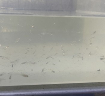 福州齐氏鱊跟金边鳑鲏的繁殖