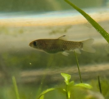 这是什么鱼苗呢？