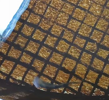 鳀鱼已经内陆饲养201天。视频展示一下。