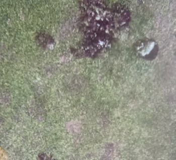 我爸养的小丑鱼，有几年了，发出来晒晒