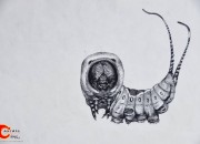 以前瞎画的针管笔昆虫