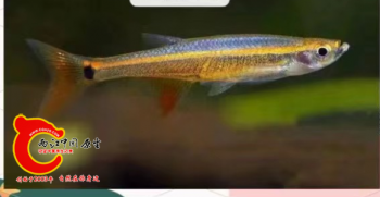 鱼类求鉴定