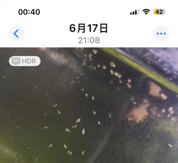 求助，缸里这是啥玩意虫子？