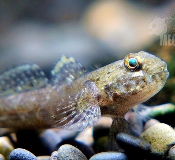 深虾虎 A种 Bathygobius.sp（两江视频云）