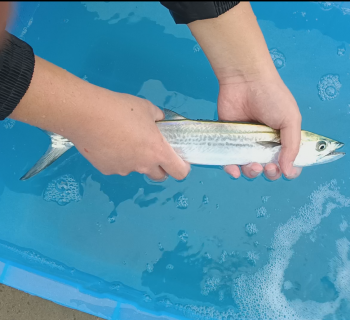 其实鲅鱼没有这么脆弱，也没有这么容易死亡。8月28日野采鲅鱼苗。