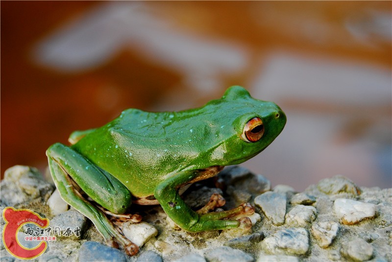DSC_0082_副本.jpg