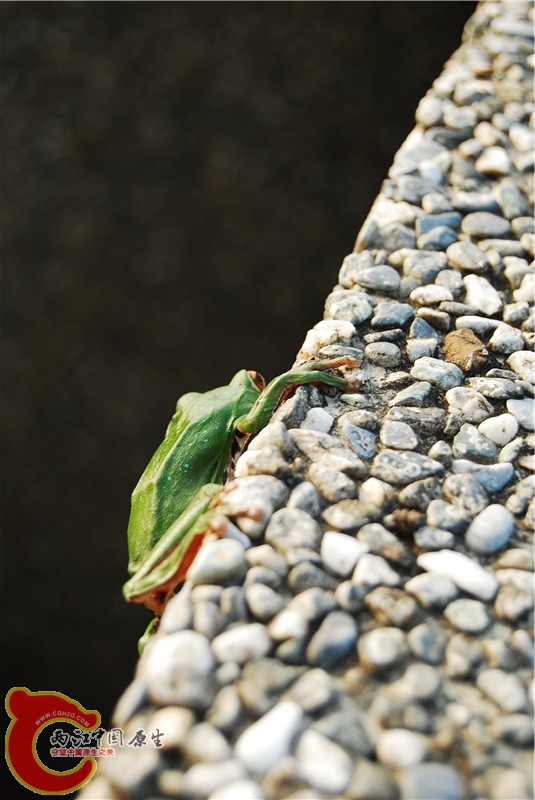 DSC_0035_副本.jpg