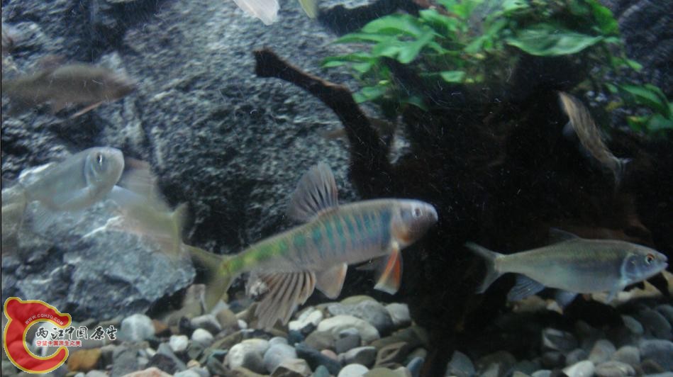 我的缸3.jpg