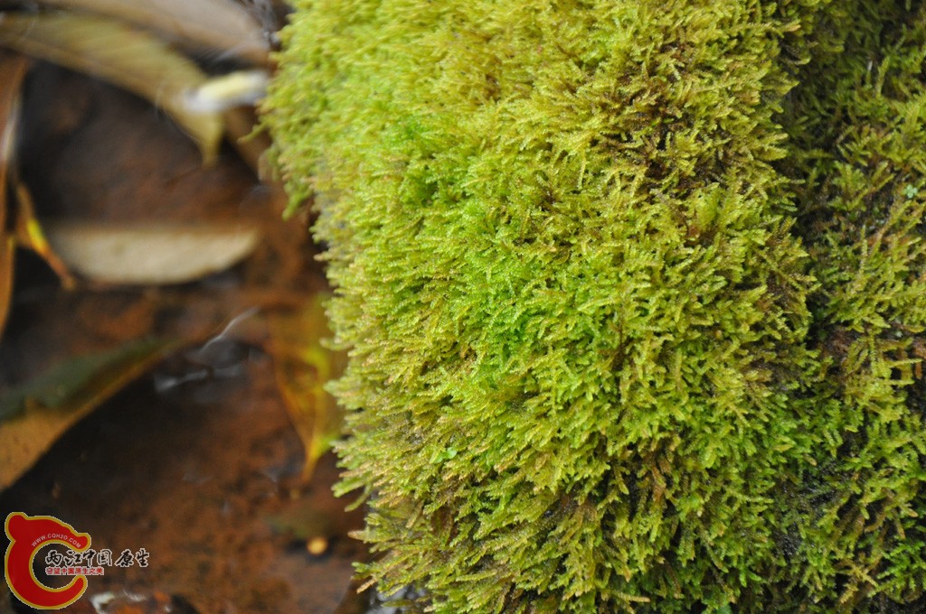 DSC_0014.jpg