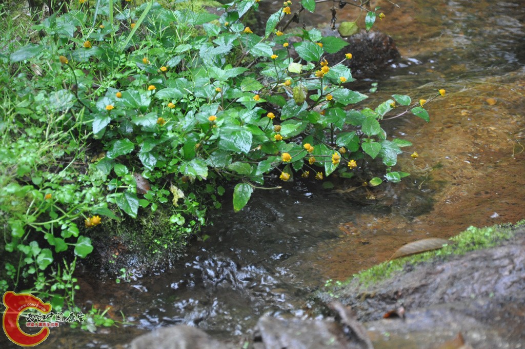 DSC_0063.jpg
