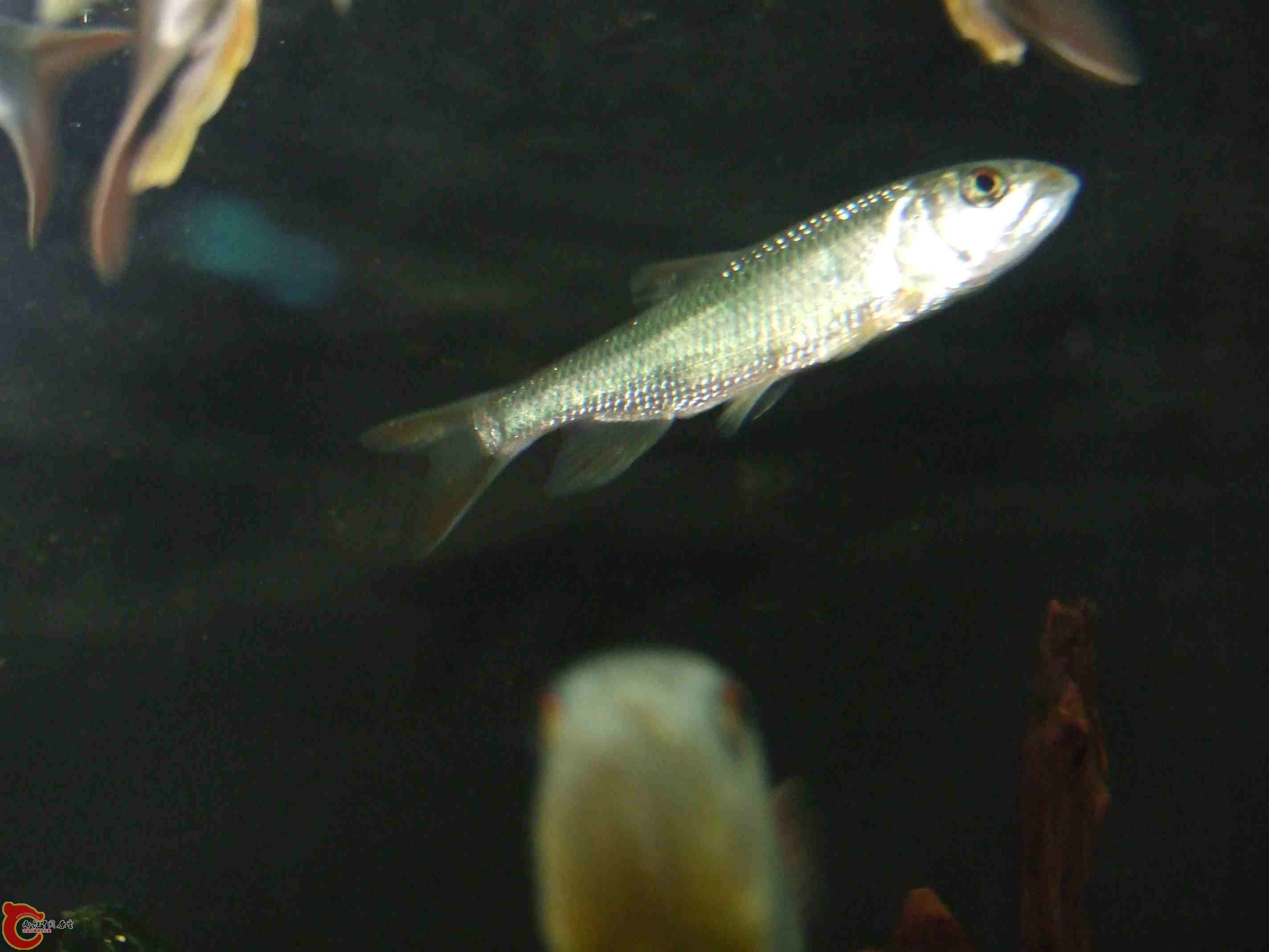 DSCF8197.jpg