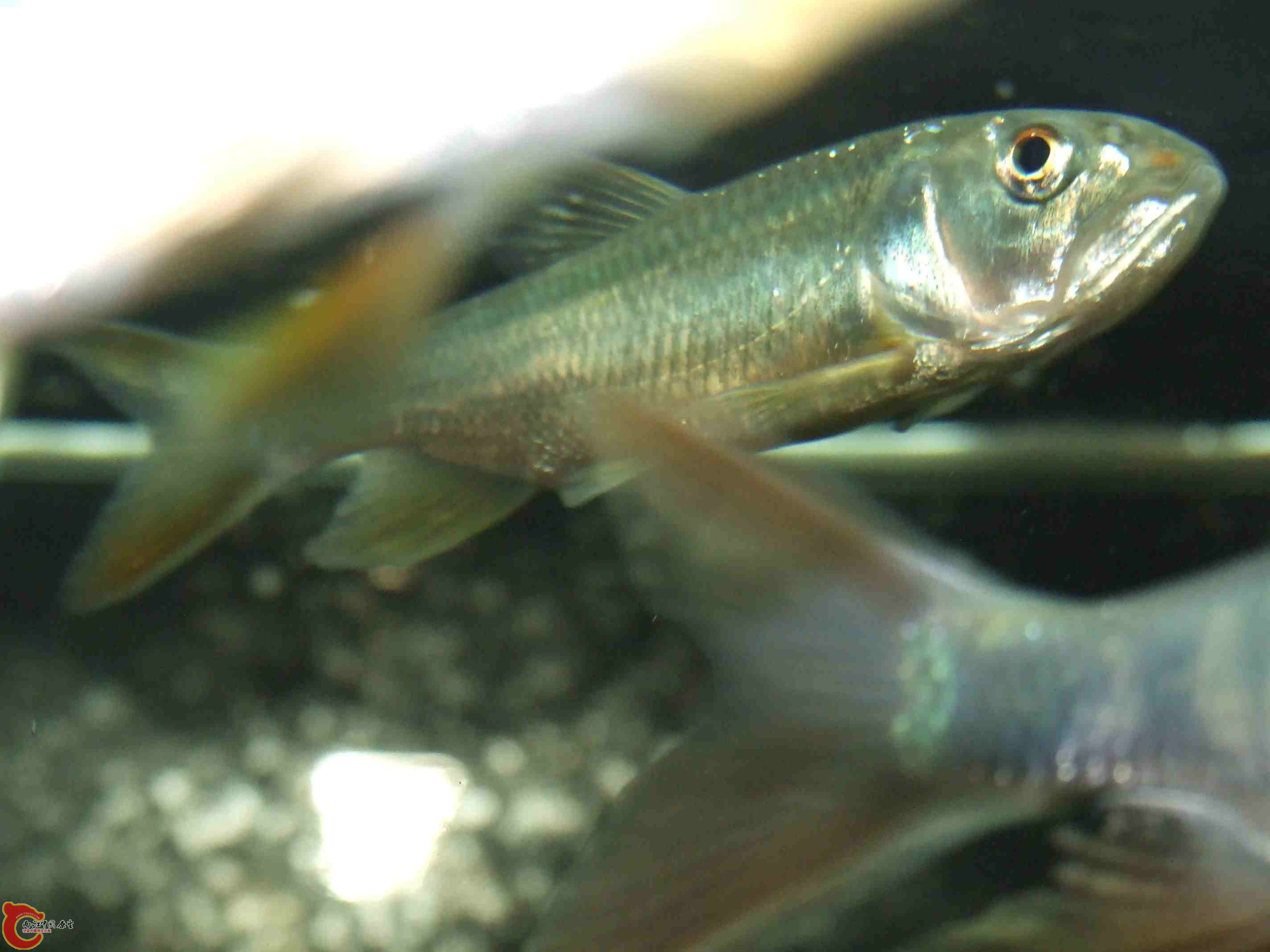 DSCF8215.jpg