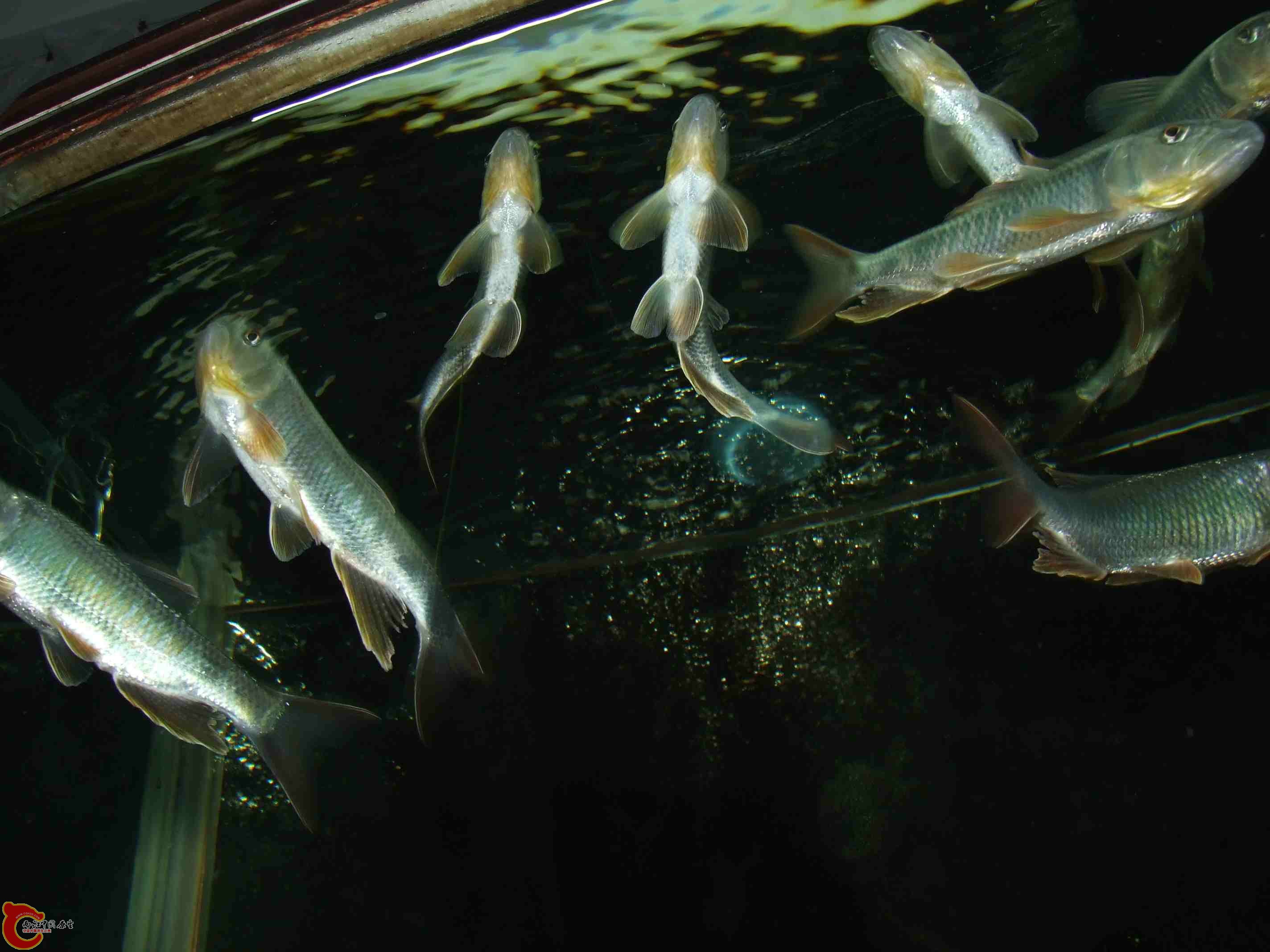 DSCF8146.jpg