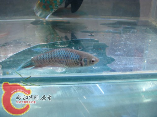 自己的斗鱼