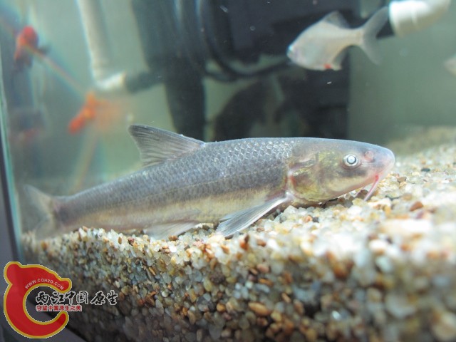IMG_1054.JPG