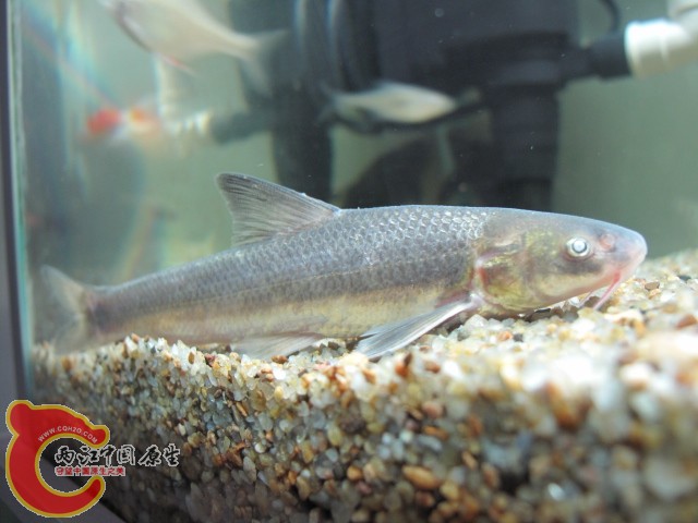 IMG_1055.JPG