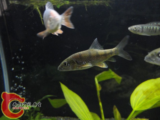 DSC00432.JPG