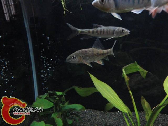 DSC00437.JPG