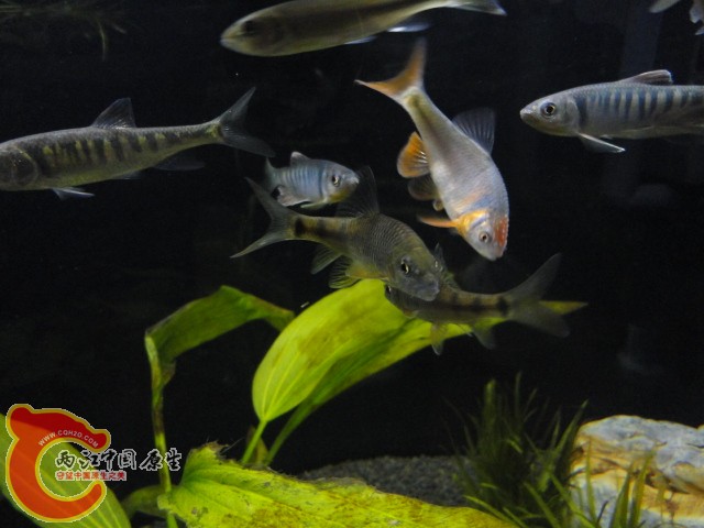 DSC00441.JPG