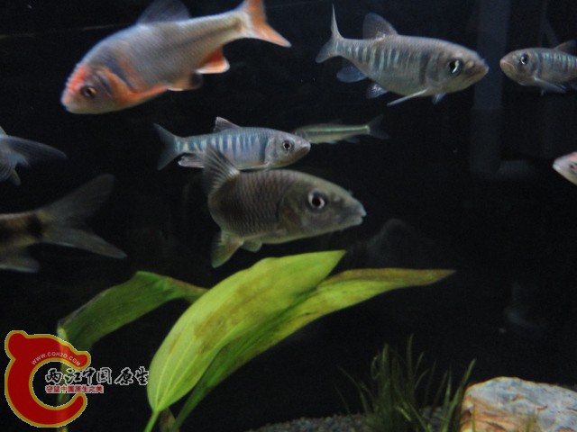 DSC00446.JPG