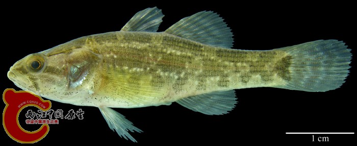 Perccottus glenii Dybowski, 1877 ANSP 185430 MON 06-12, Halhin River (Buyr nuur Dr.).jpg