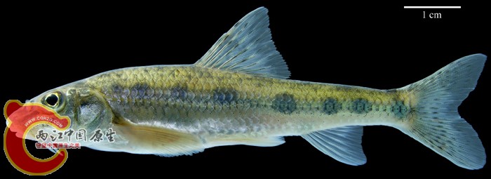 Gobio sp. indet. ANSP 185491, SL 49 mm MON 06-02, Kerulen (=Herlen) River.jpg