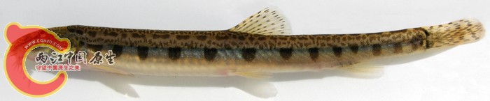 Cobitis melanoleuca (blotched) ANSP 185363 (tag 6712)  MON 06-03, Kerulen River.jpg