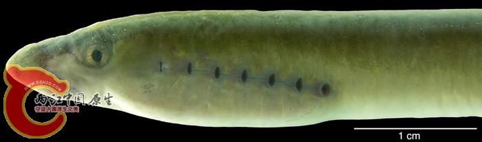Lethenteron reissneri (Dybowski 1869) ANSP 185410 (live), SL ca. 140 mm MON 06-0.jpg