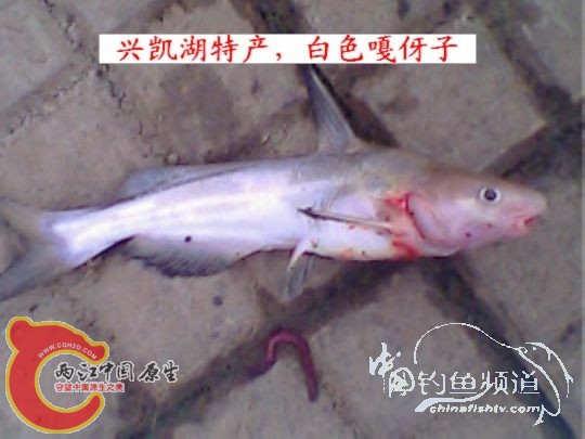 嘎牙子白色兴凯湖特产.jpg
