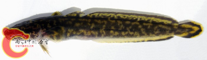 Lota lota (Linnaeus, 1758) ANSP 185432, SL 98.7 mm MON 06-02, Kerulen River (Amur Dr.).jpg