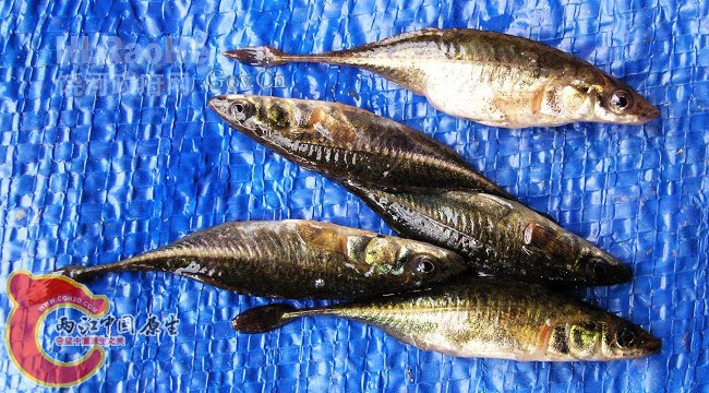 刺鱼目--刺鱼科--刺鱼属--三刺鱼 或者 中华多刺鱼 或者 中华九刺鱼，中国黑龙江七台河