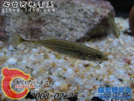 刺鱼目--刺鱼科--刺鱼属--中华多刺鱼 或者 中华九刺鱼，黑、吉、辽、东蒙