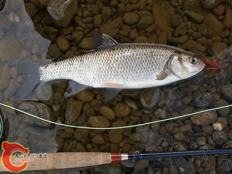 雅罗鱼东北雅罗鱼Leuciscus walecki Fliege 800.jpg