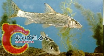 花鱼骨 Hemibarbus maculatus Bleeker.jpg