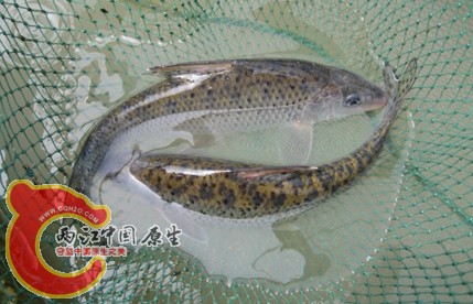 花（鱼骨），读作huahua，学名：Hemibarbus maculatus Bleeker， 俗名 麻鲤、吉花鱼、季花.jpg