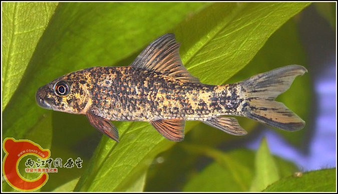 labeo_cyclorhynchus.jpg