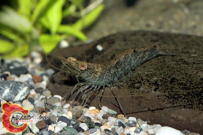 刀額新對蝦(Metapenaeus ensis).jpg 刀額新對蝦(Metapenaeus ensis).jpg