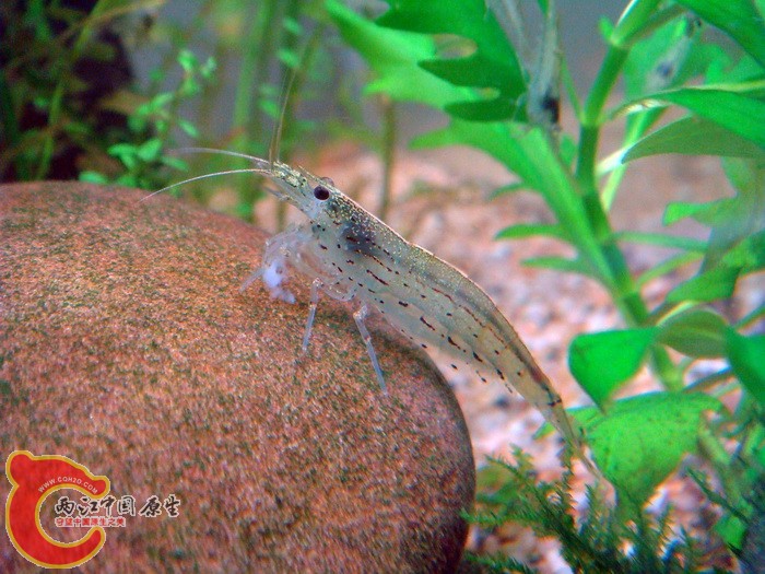 大和米蝦(Caridina japonica).jpg 大和米蝦(Caridina japonica).jpg