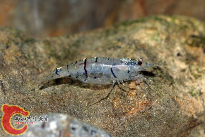 先島米蝦 caridina sp..jpg 先島米蝦 caridina sp..jpg