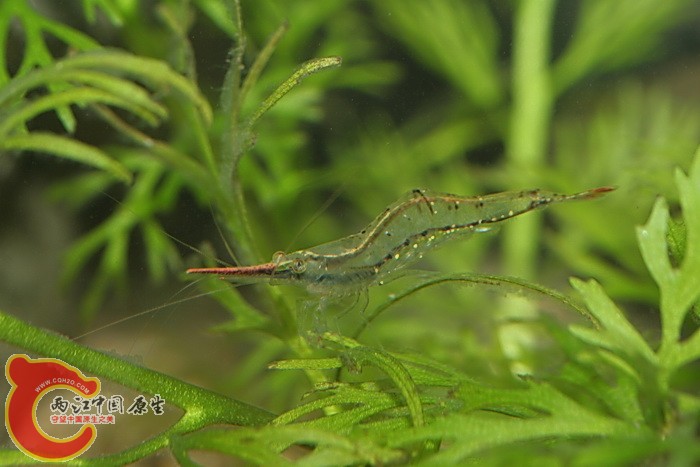 長戟米蝦 Caridina sp..jpg 長戟米蝦 Caridina sp..jpg