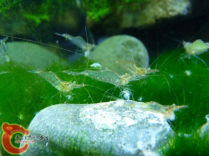 長額米蝦(Caridina longirostris).jpg 長額米蝦(Caridina longirostris).jpg
