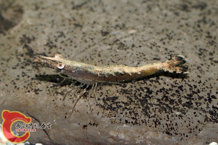 草對蝦(Penaeus monodon).jpg 草對蝦(Penaeus monodon).jpg