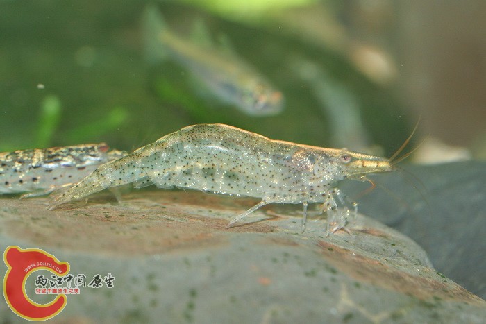 菲氏米蝦(Caridina villadolidi).jpg 菲氏米蝦(Caridina villadolidi).jpg