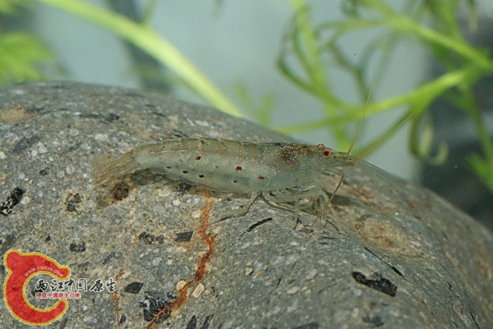 臺灣米蝦(Caridina formosae).jpg 臺灣米蝦(Caridina formosae).jpg