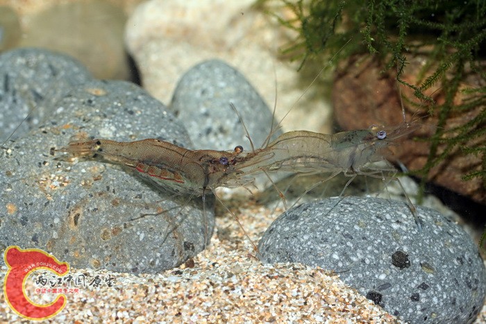 潔白長臂蝦(Palaemon concinnus).jpg 潔白長臂蝦(Palaemon concinnus).jpg