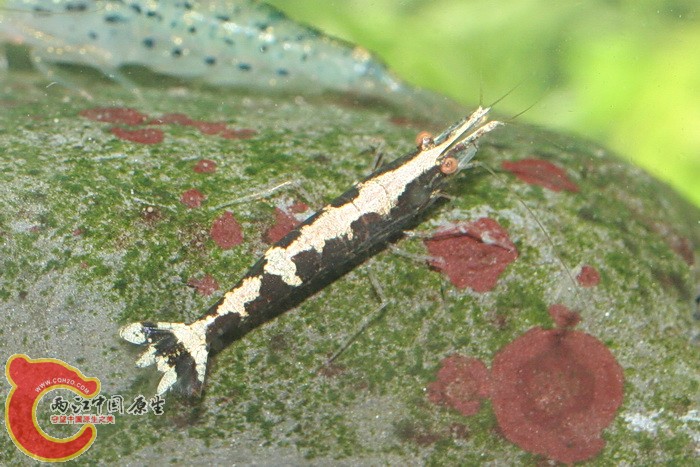 齒額米蝦(Caridina serratirostris).jpg 齒額米蝦(Caridina serratirostris).jpg